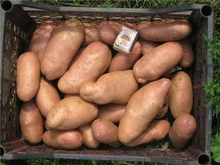 Cele mai bune soiuri de cartofi pentru suburbiile descriere foto, comentarii