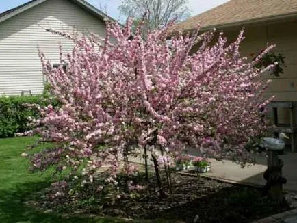 Luizeaniya три (Prunus triloba) описание и особено отглеждането на