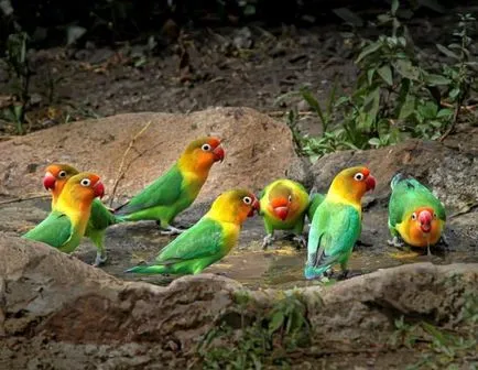 papagali mici