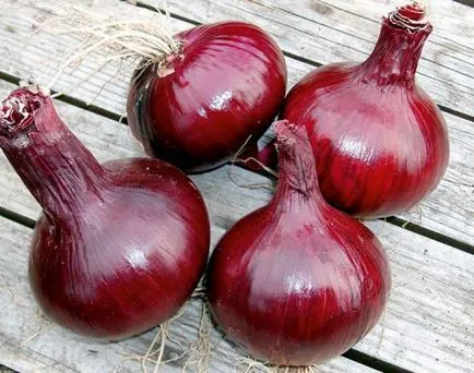 Onion Onion Кармен описание на сорта