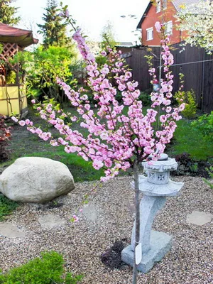 Prunus triloba (luizeaniya) fotografii, plantare și îngrijire de arbuști