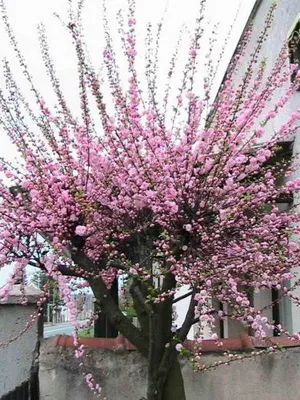 Prunus triloba (luizeaniya) снимки, засяване и грижи за храсти