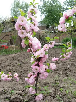 Prunus triloba (luizeaniya) снимки, засяване и грижи за храсти