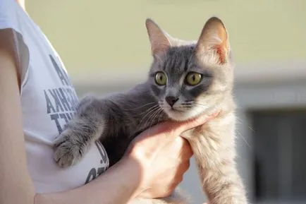 Módszerekkel foglalkozó stressz macskák és gyógyszerek segít megnyugtatni az állatot