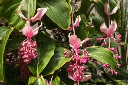 Medinilla ellátás és a reprodukció az otthoni, fotók, faj