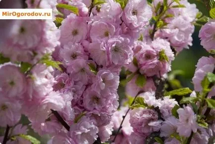 Prunus triloba (luizeaniya) видове и финес кацане и излитане