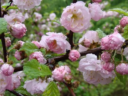 Prunus triloba - leírás, reprodukció, gondoskodás, ültetés, fotó, használt a kertben, faj és fajta