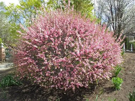 Prunus triloba