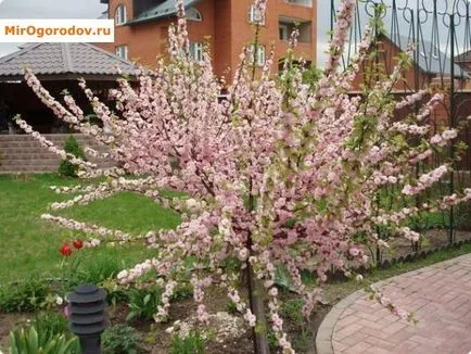 Prunus triloba (luizeaniya) видове и финес кацане и излитане