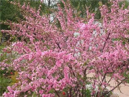 Prunus triloba - leírás, reprodukció, gondoskodás, ültetés, fotó, használt a kertben, faj és fajta