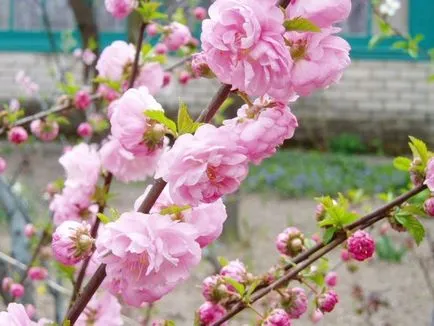 Prunus triloba - leírás, reprodukció, gondoskodás, ültetés, fotó, használt a kertben, faj és fajta