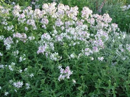 Saponaria - iarbă în loc de săpun și șampon