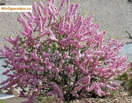 Prunus triloba (luizeaniya) видове и финес кацане и излитане