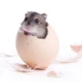 Este posibil să hamsteri mazăre proaspete, fasole și porumb