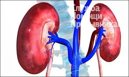 Те могат да призове с хипоплазия, служители обслужване помощ