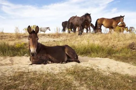 Mule - állati eredetű humán