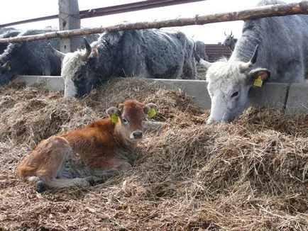 породи млечни и млечни говеда