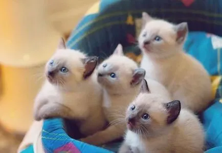 Малко интересни факти за сиамски котки - любов към котките