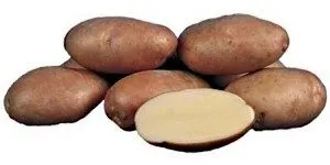 Преглед на най-добрите сортове картофи за предградия