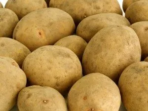 Преглед на най-добрите сортове картофи за предградия