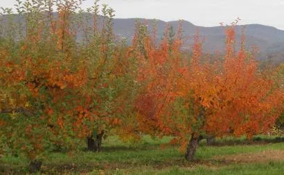 Prelucrarea de pomi fructiferi, în toamna dăunătorilor și bolilor