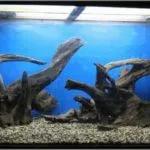 Какво се закачат за аквариума - на камък в аквариума със собствените си ръце подбор, подготовка, обработка