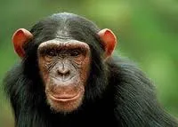Проучванията при маймуни, социалната организация на защитата на животните zooterra г