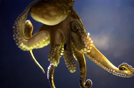 Интересни факти за октоподите, vivareit