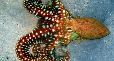 Интересни факти за октоподите, vivareit