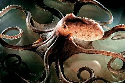 Интересни факти за октоподите