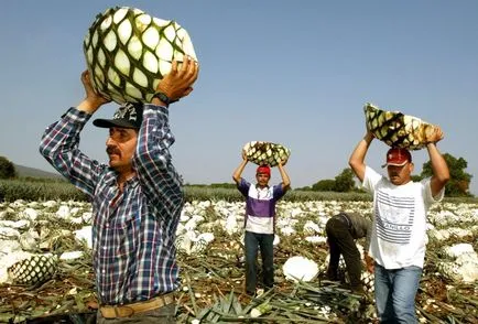 Ce face tequila și Mescal, și de ce avem nevoie de sare, var și vierme în gusturile sticla de călătorie