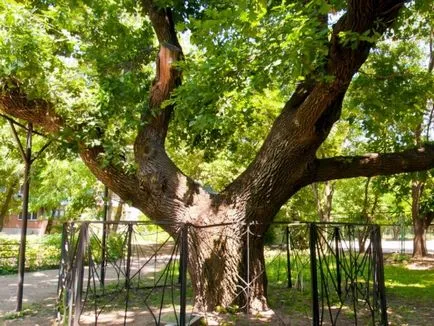 Интересни факти за столетници сред дърветата, ornamentum