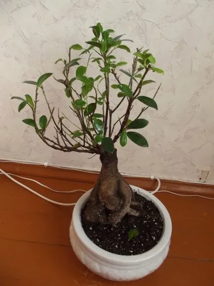 Povestea unui Ficus, precum și evoluția naturală a trucuri sau fotografii)