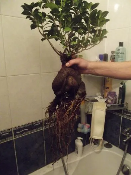 Povestea unui Ficus, precum și evoluția naturală a trucuri sau fotografii)