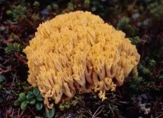 Еленов рог (ramaria Flava)