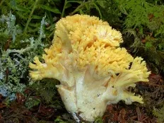 Еленов рог (ramaria Flava)