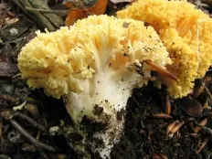 coarne de cerb (ramaria flava)