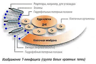 Leírás bioptron eszközök és azok terápiás hatása, 1. oldal