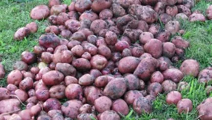 Описание на сортове картофи за предградия