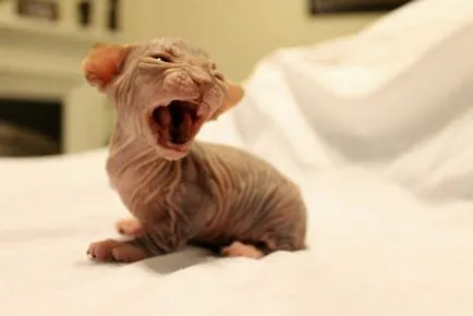 Описание котка порода Sphynx