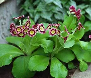 Mai ales cultivarea de gradina de primula