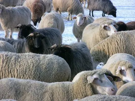 Овце през зимата съхранение, хранене, сено, ако е необходимо