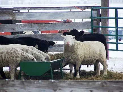 Овце през зимата съхранение, хранене, сено, ако е необходимо