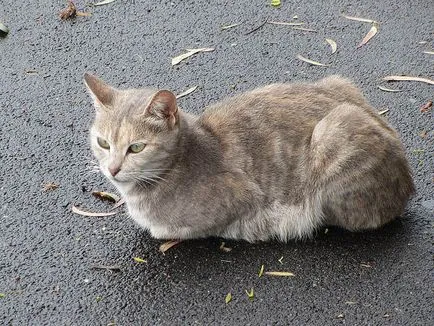 Insula Man - locul de naștere al curselor de motociclete cele mai periculoase, pisici tailless și poker