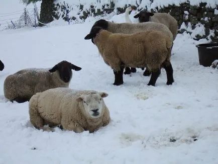 Oile în păstrarea iarna, hrănire, fân după cum este necesar