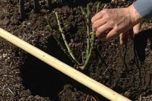 Transplantarea toamna coacaze un nou loc treptat, fotografii