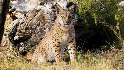 linx iberic