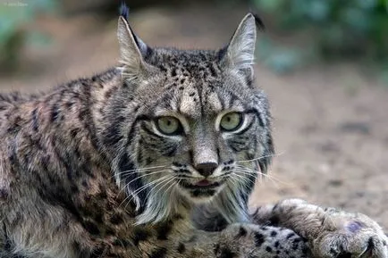 linx iberic