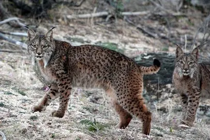 linx iberic