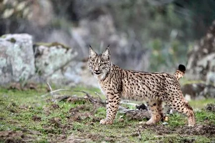 linx iberic